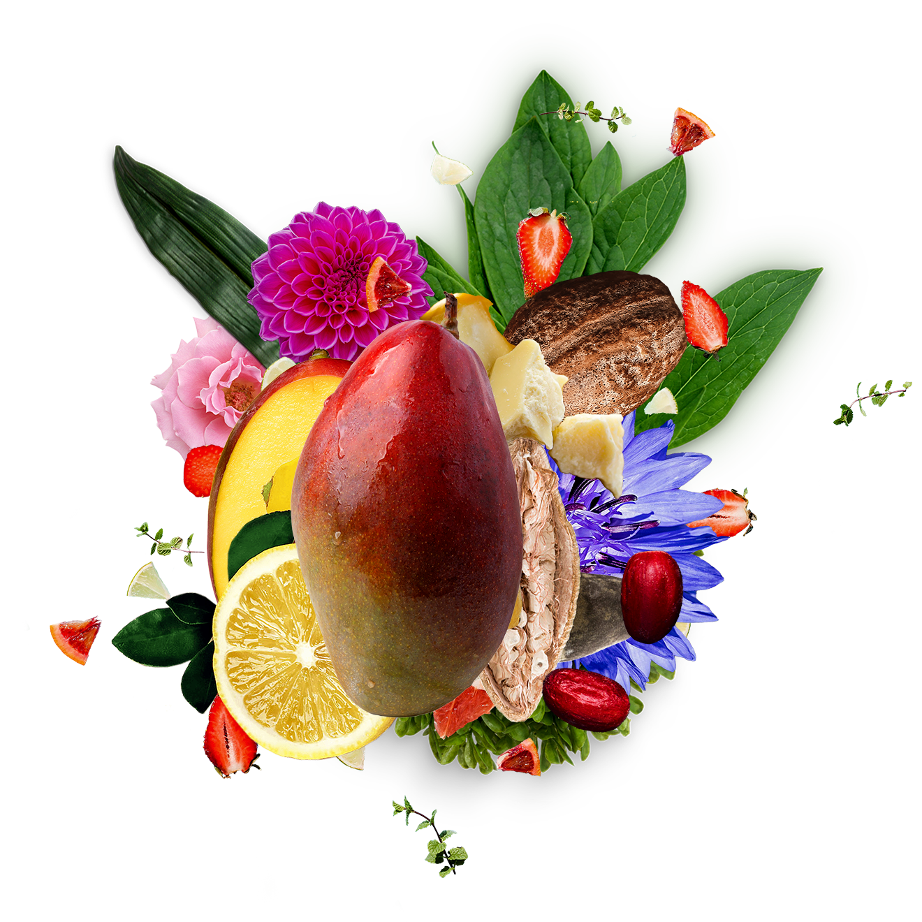 Ingrédient naturel bio Nxdistrib